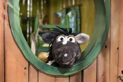 Pferd langweilt sich? nicht mehr lange!