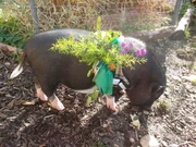 Hamlet fein geschmückt - mit essbaren Pflanzen und Blumen. Doch Hamlet durchwühlt lieber den Boden nach Insekten und Wurzeln.