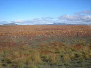 Als die Wikinger vor 1200 Jahren nach Island kamen, prägten noch Birkenwälder das Landschaftsbild. Abholzung und Überweidung bedingten, dass weite Flächen ?ver-wüsteten?.
