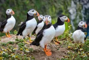Puffins