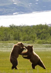 Auch kämpfen will gelernt sein: Zwei Grizzlybären kämpfen in Alaska spielerisch miteinander ...
