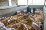 Die ?Xenius?-Moderatoren Gunnar und Caroline misten heute einen Schweinestall in der Bretagne aus.