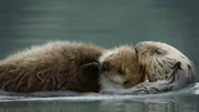 See otters, Alaska