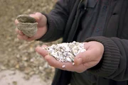 Innovative Recyclingmöglichkeiten für Muschelschalen