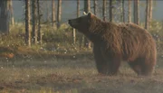 Die ursprünglichen Wälder Finnlands und Schwedens sind Heimat für Braunbären.