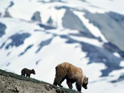 PHOENIX PLANET ERDE TEIL 2, "Bergwelten", am Sonntag (20.06.10) um 21:00 Uhr.
Ein Grizzlybär mit seinem Jungen unterwegs an den Hägen der Rocky Mountains.