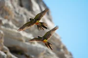 Jedes Jahr findet an der Patagonischen Küste eins der größten Naturschauspiele der Erde statt. Über 70.000 Felsensittiche kehren hierher zurück, um ihre Küken heranzuziehen.