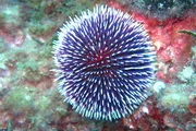 Seeigel