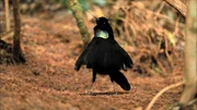 Ein Strahlenparadiesvogel, dessen Kopf mit sechs dünnen Schwungfedern geschmückt ist