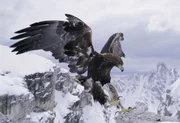 Steinadler.