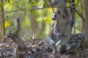 Im Berenty-Naturreservat auf Madagaskar leben rund tausend Lemuren – die Hälfte der Gesamtpopulation.Zur ARTE-Sendung Madagaskar - Bandenkrieg der Lemuren (3/5) (3): Wer wagt, gewinnt  Im Berenty-Naturreservat auf Madagaskar leben rund tausend Lemuren â€“ die Hälfte der Gesamtpopulation. © True To Nature Foto: ARTE France