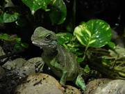 In dieser Sendung gibt es hilfreiche Tipps zur Bepflanzung eines Terrariums.