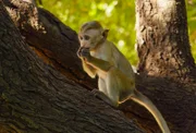 Der fünf Monate alte Ceylon-Hutaffe Jazir hat Zugang zu den besten Nahrungsmitteln und Unterkünften, da seine Mutter das Alpha-Weibchen der Gruppe ist. Polonnaruwa, Sri Lanka.