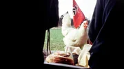 Huhn schaut bei Erich und Käthe Höse ins Zelt
(Foto auch für Teil 2 verwendbar.)