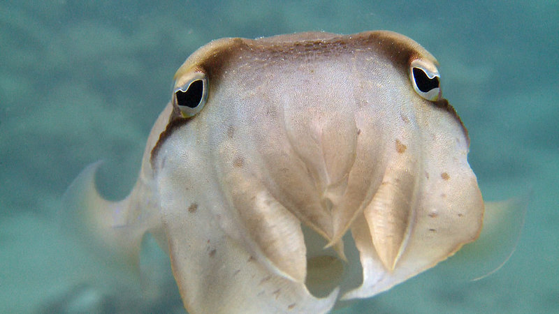 Nasenmur&auml;ne und Zebrakrabbe