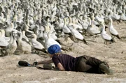 Andréa Thibault erforscht die Sprache der südafrikanischen Kaptölpel auf Bird Island.