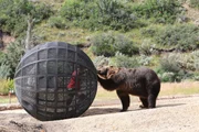Bear shot