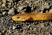 schlange, tiere, reptil, ungiftig, schlangen, schlangenart, nahaufnahme, tierfotografie, natur, auge