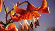 Lilienarche.