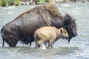 Im Spätsommer überqueren die Bisons den Yellowstone River im Nationalpark mühelos.