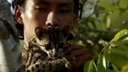 Falton zeigt der kleinen Katze Freund und Feind im Urwald Guyanas.