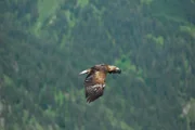 Steinadler Sky über dem Tannheimer Tal bei den Dreharbeiten.