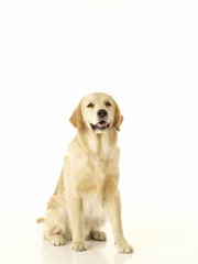 Dog 0004_rt_v2