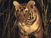 Der bengalische Tiger, von den Nepalesen "die Seele des Dschungels" genannt.