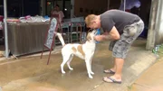 Ein Herz für Hunde: Auswanderer Lauri (53)