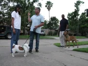 Suni (l.) und Leland (r.) sind eng miteinander befreundet, doch die Treffen gestalten sich immer schwieriger, weil ihre Hunde nicht miteinander klarkommen. Cesar Millan (M.) soll helfen ...