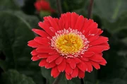 Gerbera.