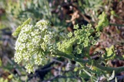 Der Meerfenchel, der essbar ist und einen zitronigen Geschmack hat, gedeiht an felsigen Küsten im Einflussbereich der Gischt.