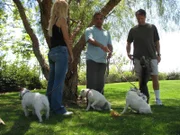 Cesar consulting with Shelby Ahrling and Greg Suetzle as the Jack Russells take a break in the grass.