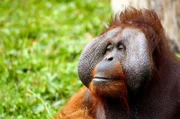 affe, orang-utan, tier, gesicht, haar, gagio, rot, gelbbraun, wild, ruhe, blick, dschungel ,