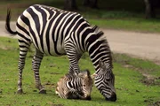 Zebra mit Fohlen