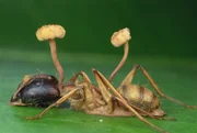 Eine von Cordyceps befallene Ameisenart.