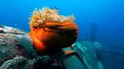 Relikte des Zweiten Weltkriegs wie Flugzeugwracks nutzen Anemonen als Heimstatt.