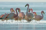 Eine Gruppe rosafarbener Flamingos in ihrem eisigen Zuhause