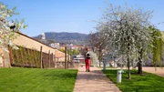 Beate Werner besucht das Schloss in Děčín und erfreut sich an der Baumblüte.