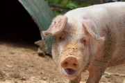 Pink pig looking at camera