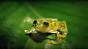 Frosch