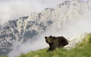 Braunbär.