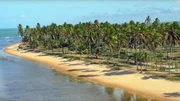 Palmenstrand