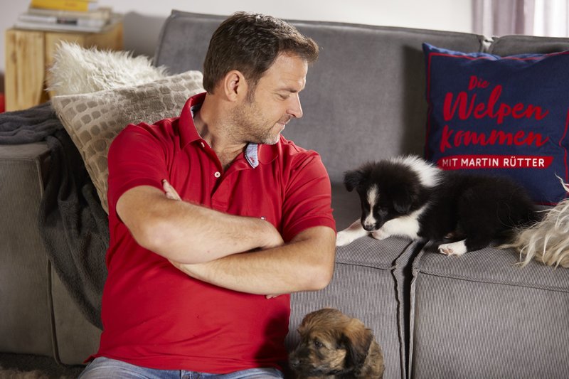 Martin Rütter Die Welpen Kommen