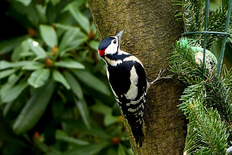 woodpecker