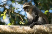 A Sykes' monkey looks down from a high branch in the sunshine.