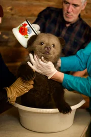 Gordon Buchanan badet ein 8 Wochen altes Bären-Junges im Orphaned Bear Rescue Centre, Bubonitsy, Russland.