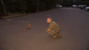 Eine Begegnung der besonderen Art: Fuchs und Mensch auf dem Parkplatz.