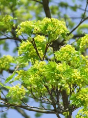 Spitzahorn (Acer platanoides) im Frühling.