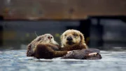 Der kleine Südseeotter braucht beim Schwimmen noch Hilfe von seiner Mutter